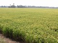 de eindeloosheid van de rijstvelden te Chennamkari