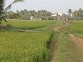 wandelen tussen de rijstvelden van Chennamkari
