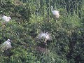 watervogels in Kumarakom bird sanctuary
