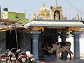 straatbeeld  koe in de tempel