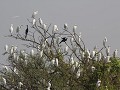 Vedanthangal bird sanctuary, vogelboom