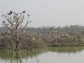 Vedanthangal bird sanctuary, overzidcht
