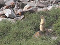 poserende marmot onderweg Yurutse - Ganda la pass