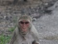 Keoladeo NP, red face monkey