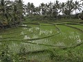 rijstvelden op weg van Ijen plateau naar de ferry 