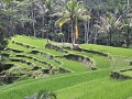rijstveldjes aan de Gunung Kawi tempel in Tampaksi