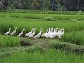 wandeling door de rijstveldjes