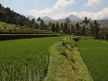 wandeling tussen de rijstvelden