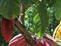 rijpe cacaovruchten