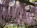Matsumoto kasteel, bloemen in de verzorgde tuin