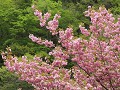 Tochi onsen, bloesem in mei