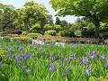 Kanazawa - Kenroku-en garden 