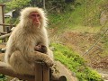 Nakano - Jigokodani Japanese snow monkey park  