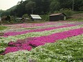 Bloemenpracht onderweg van Nikko naar Tajimi