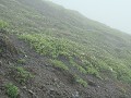 Mt. Tarumae actieve vulkaan, begroeiing op de lava