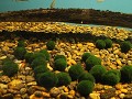 Akan Lake - Marimo bollen in Akankohan eco museum
