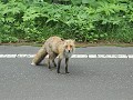 Nog een vos op de weg tussen Takinoue en Toma