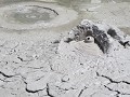 Goshogake onsen, borreldende modder