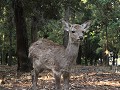 Nara, hertje in het park