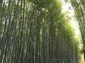 Kyoto, Arashiyama bamboo grove 