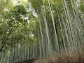 Kyoto, Arashiyama bamboo grove 