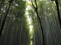 Kyoto, Arashiyama bamboo grove