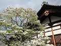 Kyoto, Daitokuji Mae zen tempel 
