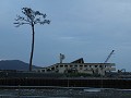 Tsunami gebied - Rikuzentakata, Miracle tree