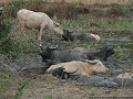 waterbuffels genieten van een modderbad