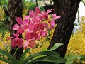 KL Lake gardens, Orchideeën tuin