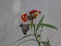 Butterfly farm in Brinchang