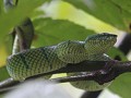 green viper in Bako NP