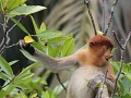 jonge proboscis monkey in Bako NP