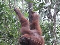 orang-oetan in Semenggoh Nature Reserve