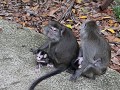macaques apen met pasgeboren baby's in Bako NP
