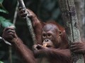 jonge orang-oetan in Semenggoh Nature Reserve