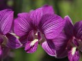 orchideeëntuin