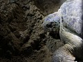 groene zeeschildpad na het leggen van 102 eieren