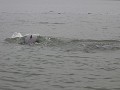 Irrawaddy dolfijnen spelen op zee, onderweg naar h