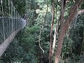 op de Canopy in Taman Negara NP
