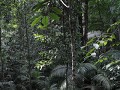vanop de Canopy in Taman Negara NP