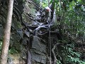 Dabong,  Gunung Stong State Park - Jalawan jungle 