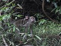 long tailed macaque - tijdens boottocht op de Kina