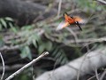 blue eared kingfisher duikt in het water naar een 