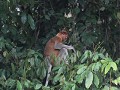 proboscis monkey of neusaap - tijdens boottocht op