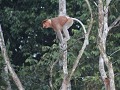 proboscis monkey ( neusaap) tijdens boottocht op d