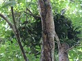 recent orang-oetan nest gevonden tijdens een jungl