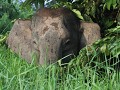 pygmee olifant tijdens boottocht op de Kinabatanga