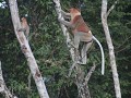 proboscis monkeys of neusapen tijdens boottocht op