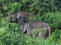 pygmee olifanten tijdens boottocht op de Kinabatan